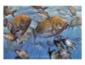 fish painting from photo I
